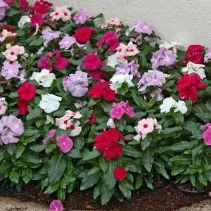 Vinca Higro F-1 Mix GL Seeds - 100 Count, Pink, Purple, White Annual Flowering - Image 3