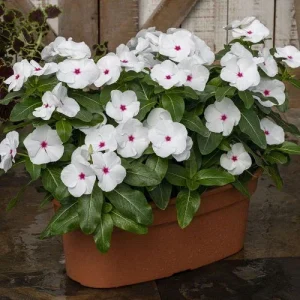 Vinca Hotlik Peppermint Seeds - 500 Count Annual Flower Seeds Outdoor - Image 1