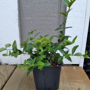 Vinca Minor Periwinkle Live Plant - Hardy Groundcover - 3.5 inch Pot - Image 4