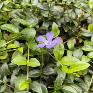 Vinca Minor Vine Live Plant – 4" Pot – Evergreen Groundcover Periwinkle - Image 2