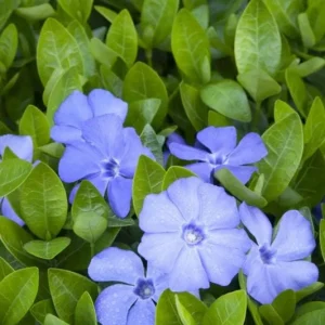 Vinca Minor Vine Live Plant – 4
