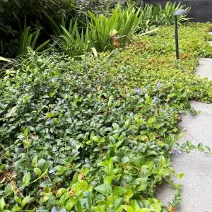 Vinca Minor Vine Live Plant – 4