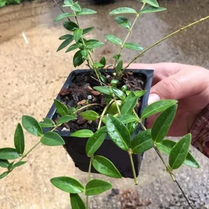 Vinca Minor Vine Live Plant – 4