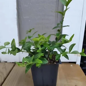 Vinca Minor Vine Live Plant – 4