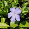 Vinca Minor Vine Live Plant – 4" Pot – Evergreen Groundcover Periwinkle - Image 1