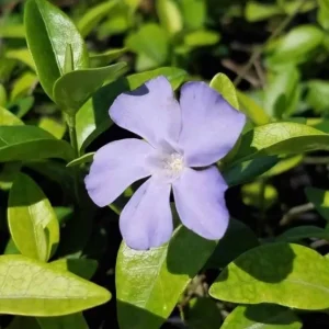 Vinca Minor Vine Live Plant – 4" Pot – Evergreen Groundcover Periwinkle - Image 1