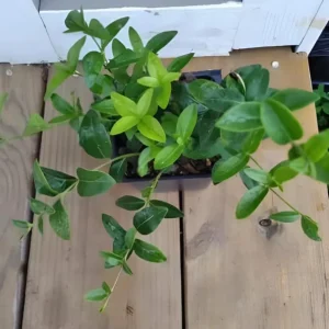 Vinca Minor Vine Live Plant – 4