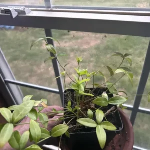 Vinca Minor Vine Live Plant – 4