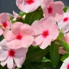 Vinca Sunsplash Apricot GL Seeds - 1000 Periwinkle Flower Seeds - Pink Blooms - Image 1