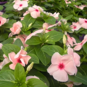 Vinca Sunsplash Apricot GL Seeds - 1000 Periwinkle Flower Seeds - Pink Blooms - Image 3