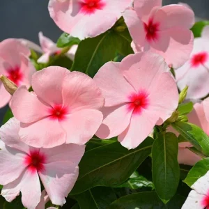 Vinca Sunsplash Apricot GL Seeds - 1000 Periwinkle Flower Seeds - Pink Blooms - Image 1