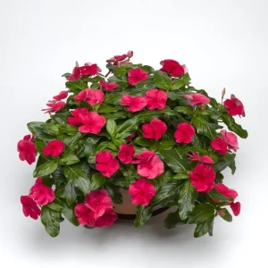 Vinca Sunsplash Cherry Periwinkle Seeds - 100 Seeds, Red Flowers, Outdoor - Image 2