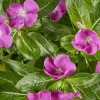 Vinca Sunsplash Orchid Flower Seeds - 500 Count - Purple Annual Outdoor - Image 1