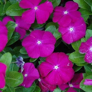 Vinca Sunsplash Orchid Flower Seeds - 500 Count - Purple Annual Outdoor - Image 2