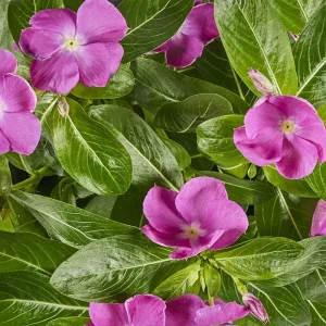 Vinca Sunsplash Orchid Flower Seeds - 500 Count - Purple Annual Outdoor - Image 1