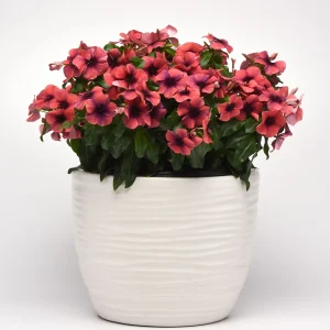 Vinca Sunsplash Papaya Seeds - 500 Count - Annual Flowering Periwinkle - Image 1