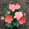 Vinca Sunsplash Peach Seeds - 1000 Count, Annual Flowering Periwinkle - Image 1