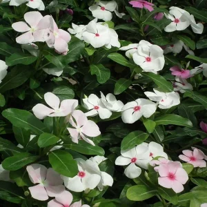 Vinca Sunsplash White with Eye Seeds - 1000 Count - Annual Flowering Periwinkle - Image 1