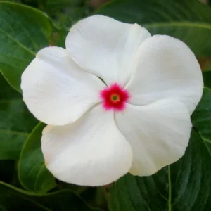 Vinca Sunsplash White with Eye Seeds - 1000 Count - Annual Flowering Periwinkle - Image 4