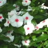 Vinca Sunsplash White with Eye Seeds - 500 Count - Annual Flowering Plant Seeds - Image 1