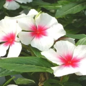 Vinca Sunsplash White with Eye Seeds - 500 Count - Annual Flowering Plant Seeds - Image 2