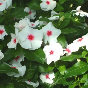 Vinca Sunsplash White with Eye Seeds - 500 Count - Annual Flowering Plant Seeds - Image 1