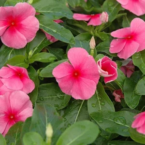 Vinca Sunstorm Rose with Eye Seeds - 100 Pink Flower Seeds Outdoor - Image 1