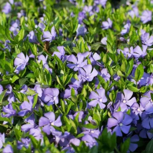 Vinca Vine (Periwinkle) Bare-root Plant – Shade-Loving Ground Cover – 3-6 Inches Tall - Image 2