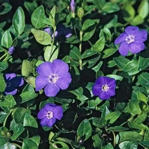 Vinca Vine (Periwinkle) Live Plant – 3.5 in Pot Ground Cover – Outdoor - Image 3