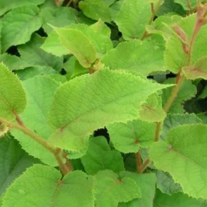 Vincent Kiwi Female Live Plant - Actinidia deliciosa 'Vincent' - Starter Plug - Image 4