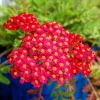 Vintage Red Yarrow Perennial Live Plant - Edible - 6+ Inches - Set of 2 - Image 1