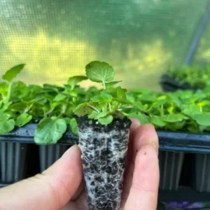 Viola Ballerina Mix Live Plug Plants - Cold-Hardy Flowering Perennial - Image 3