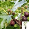 Violette de Bordeaux Fig Live Plant – Dwarf Fig Tree – 1-2 Feet Tall – 6 Inch Pot - Image 1