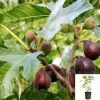 Violette de Bordeaux Fig Tree Live Plant – 2-3 Feet Tall – Sweet Dwarf Fruit Tree - Image 1