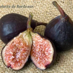 Violette de Bordeaux Fig Tree Starter Plug - Dwarf, Sweet Fruit - Image 4