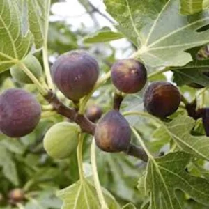 Violette de Bordeaux Fig Tree Starter Plug - Dwarf, Sweet Fruit - Image 5