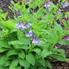Virginia Bluebells Bulbs (Mertensia virginica) - Bare Root Perennial Flower - Image 1