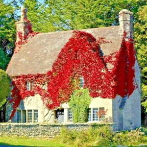 Virginia Creeper Live Plant - Perennial Hardy Vine for Wall Cover & Garden - Image 1