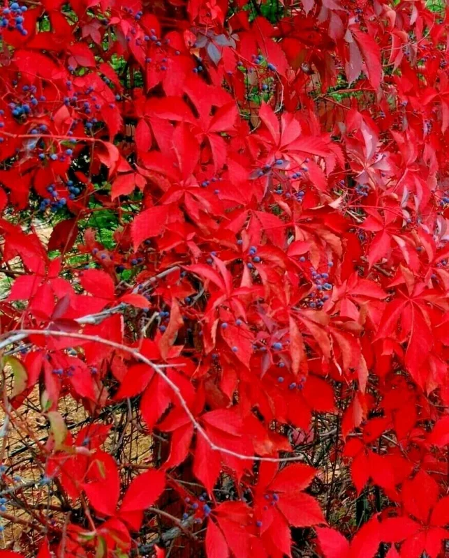 Virginia Creeper Live Plant – Perennial Hardy Vine – Wall Cover – Indoor/Outdoor - Image 3