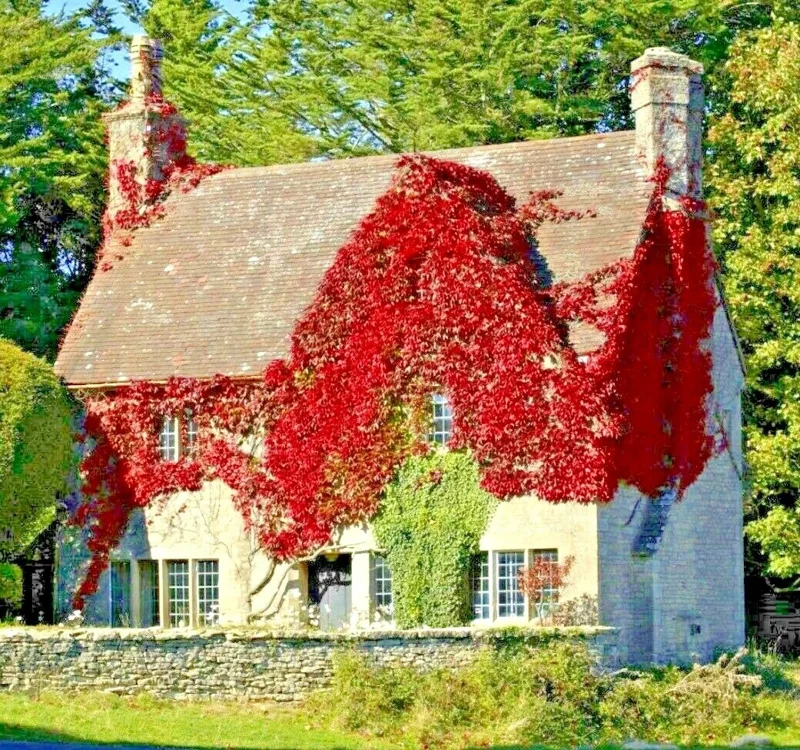 Virginia Creeper Live Plant – Perennial Hardy Vine – Wall Cover – Indoor/Outdoor - Image 1