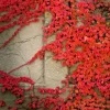 Virginia Creeper Seeds - Perennial Wall Cover Vine, Red Wall Ivy, 5 Count - Image 1