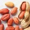 Virginia Jumbo Peanut Seeds - Heirloom, Non-GMO - 25 Seeds - Image 1