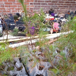 Virginia Pine Tree Live Plant - Up to 10 Inches Tall, Evergreen, Outdoor - Image 2