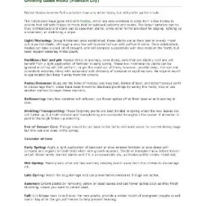 Vulcan Hosta Bareroot Plant - Variegated Foliage, Shade Lover, Zones 3-9 - Image 4