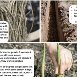 Walker Deluxe F1 Asparagus Crowns - 10 Count, 2 Year Old Live Plants for Fall Planting - Image 4