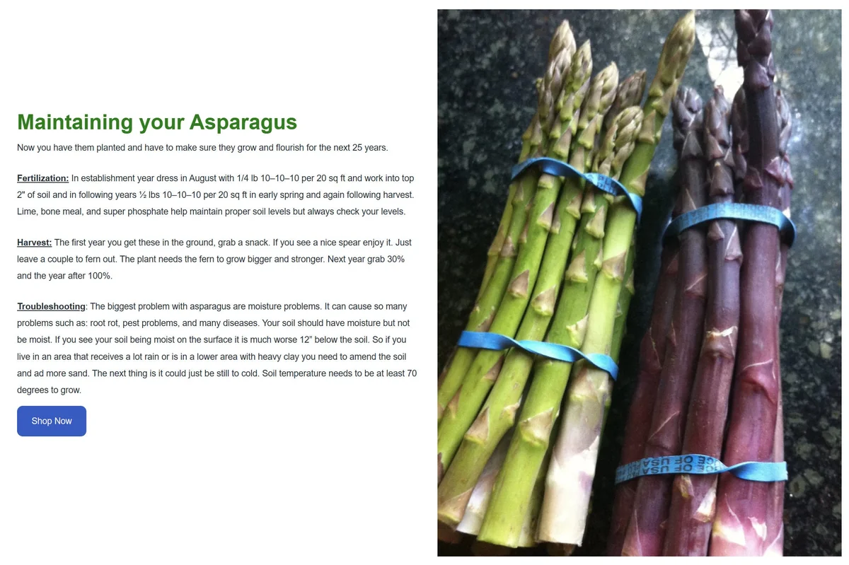 Walker Deluxe F1 Asparagus Crowns - 25 Live Plants, 2-Year Old, Non-GMO for Fall Planting - Image 3