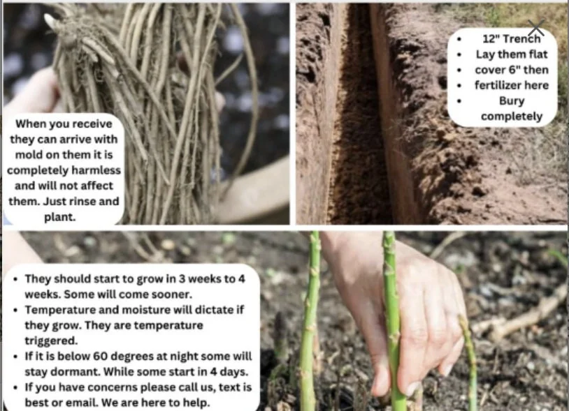 Walker Deluxe F1 Asparagus Crowns - 25 Live Plants, 2-Year Old, Non-GMO for Fall Planting - Image 4