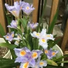 Walking Iris Live Plant – Eco Easter Fringed Iris, Purple Flowers – 3 Bare Root Rhizomes – Outdoor Perennial - Image 1