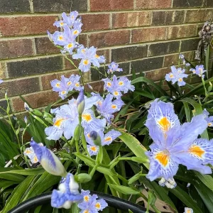 Walking Iris Live Plant – Eco Easter Fringed Iris, Purple Flowers – 3 Bare Root Rhizomes – Outdoor Perennial - Image 3