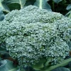 Waltham 29 Organic Broccoli Seeds - Heirloom, Cold Hardy, Spring & Fall - Image 1
